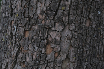 Bark of cedar tree texture background
