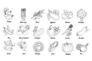 Set of drawn colored vegetables. Fresh harvest. Farm products. Pumpkin, asparagus, olives, peas, cherry tomatoes, cucumber, garlic, beets, cabbage, Eggplant, potatoes, artichokes, peppers, carrots