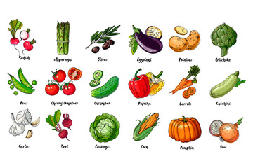 Set of drawn colored vegetables. Fresh harvest. Farm products. Pumpkin, asparagus, olives, peas, cherry tomatoes, cucumber, garlic, beets, cabbage, Eggplant, potatoes, artichokes, peppers, carrots