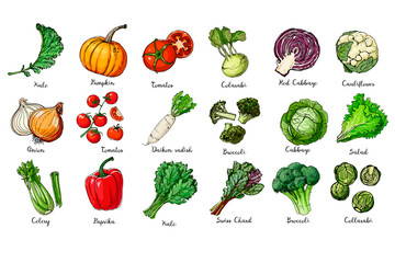 Set of colored vegetables. Fresh food. Kale, pumpkin, onion, tomato, pepper, celery, cabbage, lettuce, asparagus sprouts line drawn on a white background. Vector illustration.