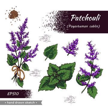 Collection of Patchoulis inflorescences and flowers and branch with leaves . Detailed hand-drawn sketches, vector botanical illustration.