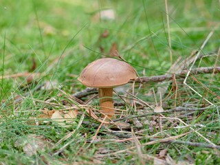eine schöne Braunkappe auf einer kleinen Lichtung, die Pilzzeit hat begonnen
