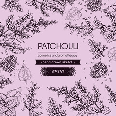 Background with Patchoulis inflorescences and flowers and branch with leaves. Detailed hand-drawn sketches, vector botanical illustration. - obrazy, fototapety, plakaty
