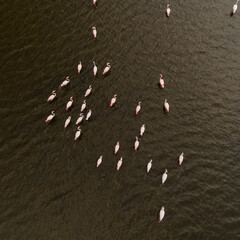 Pink flamingos in their natural environment with drone shooting