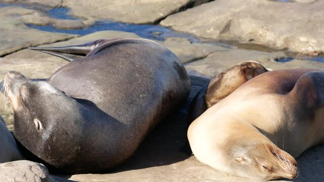 A Video of the Seals at the La Jolla Beach in San Diego