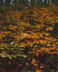 yellow leaf in autumn forest