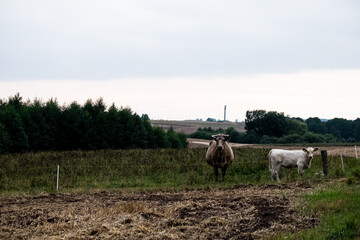 cows in the field