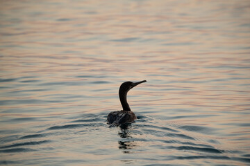 Socotra cormorant swimming during sunrise, Bahrain