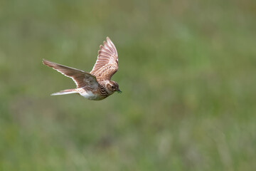 Sky Lark (Alauda arvensis) flying over the field with brown backgrond. Brown bird captured in flight enlightened by evening sun