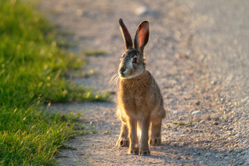 Wild brown hare (Lepus europaeus) looking with alerted ears on a green field in spring.