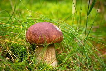 Boletus edulis grows in a beautiful grassy environment. Porcino sponge hidden from view. Brown hat, white leg. Ideal time to harvest. Mushroom games. Collecting mushrooms