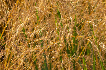 Fototapeta premium beautiful Golden and green plants in the garden