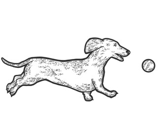 Dachshund dog plays with ball. Sketch scratch board imitation. Black and white.