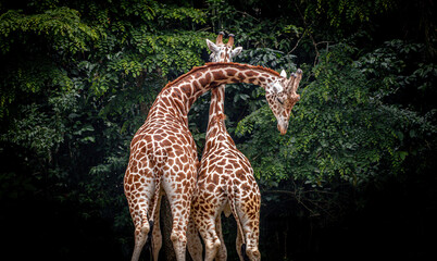 Giraffe Love © GHArtwork