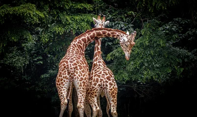 Rolgordijnen Giraffe Love © GHArtwork