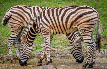 Fototapeta na wymiar 2 zebras stacking with each other