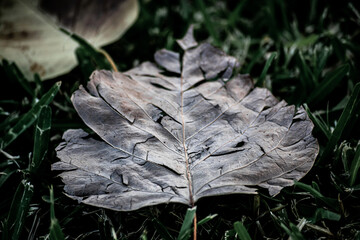 A fallen worn out leaf in the autumn!