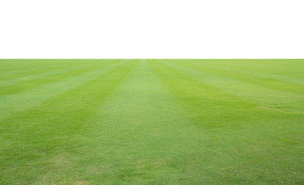 green grass on the field on white background.