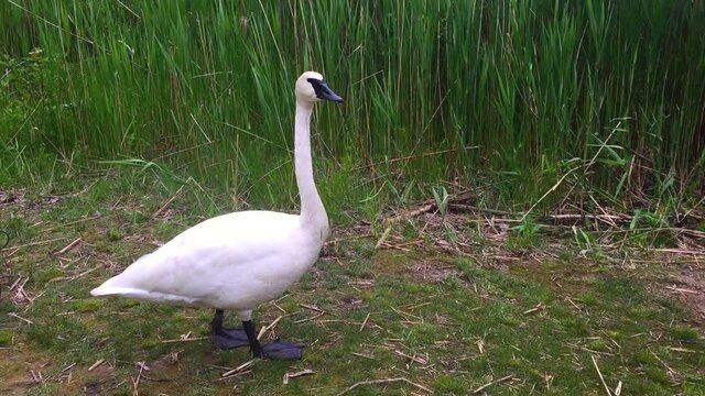 Medium wide shot of a curious white swan standing still on land