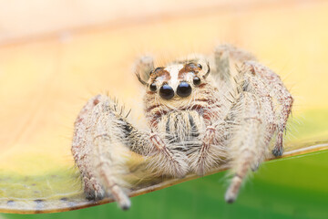 Jumping spider on the leaf