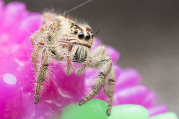Jumping spider