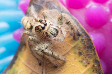 Jumping spider