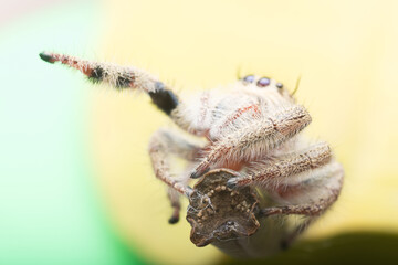 Jumping spider on the leaf