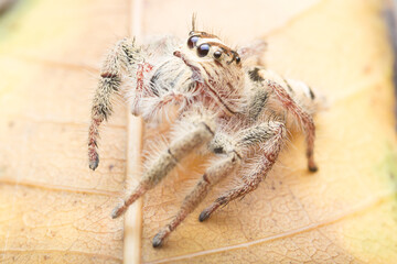 Jumping spider on the leaf