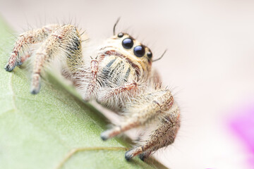 Jumping spider on the leaf