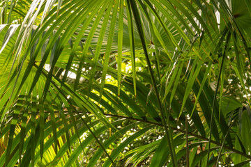 Fototapeta na wymiar natural large green palm trees and plants in the rainforest