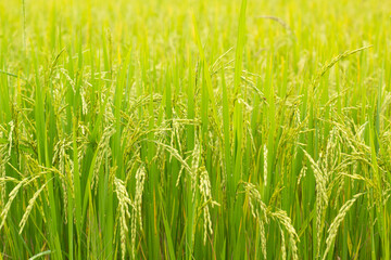 Fototapeta premium green wheat field