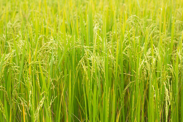 green wheat field