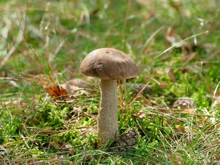 Birkenpilz, auch Birkenröhrling oder Kapuzinerpilz genannt auf einer kleinen Lichtung