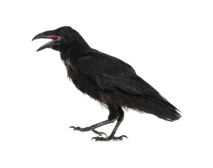 Beautiful black common raven on white background