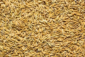 close up of rice seeds background