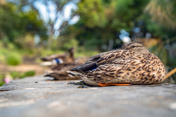 Drei Enten entspannen sich am Teich.