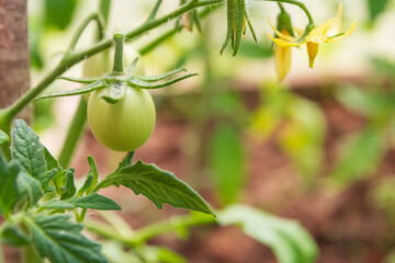 Small green tomatoes ripen in the greenhouse in summer