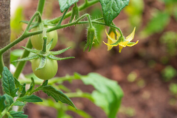Small green tomatoes ripen in the greenhouse in summer