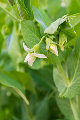 Green peas bloom and Mature in the garden in summer