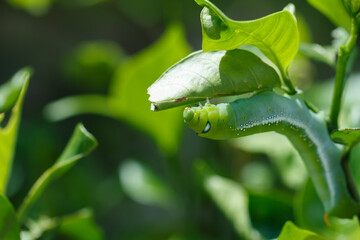 The green worm is eating and destroying the tree.