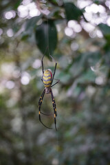Big spider in the woods 3