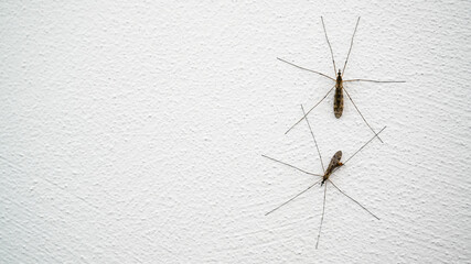 close up of a wall of a spider, water strider, weaver's apprentice, 