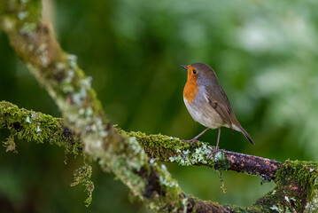 Robin perched on a  tree branch in a garden in Scotland