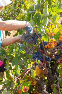 Harvester cuts the grape bunches of the Bobal variety of the strain in the area of ​​La Manchuela in Fuentealbilla, Albacete (Spain)