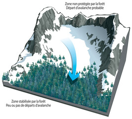 Avalanches - Le rôle de la forêt
