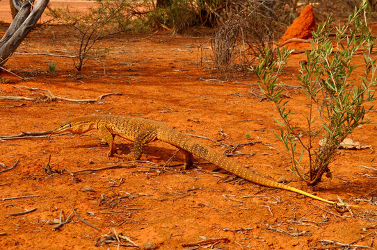 Sand Monitor Goanna In Outback Australia