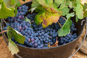 Harvester cuts the grape bunches of the Bobal variety of the strain in the Utiel-Requena (Spain) wine region