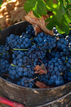 Grape of the Bobal variety freshly cut from the vine in the La Manchuela area in Fuentealbilla, Albacete (Spain)