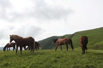 Naklejka na ściany i meble a herd of horses grazes on a meadow against a background of mountains