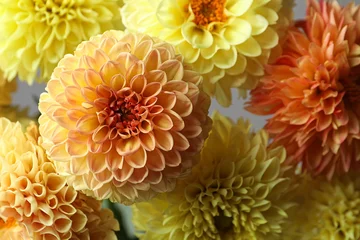 Poster Beautiful yellow dahlia flowers on grey background, closeup © New Africa